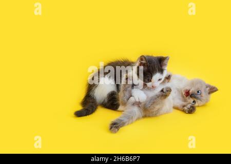 Group of two 2 kittens Play fight and bite together isolated on yellow background With copy space. Small White kitten and Gray cat isolated on color Stock Photo