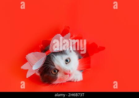 Cute kitten animal with red bow Climbs out of the paper hole isolated on red color background. Cat pet animal with bow as gift surprise for Christmas Stock Photo