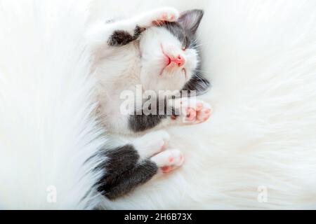 Cute animal kitten cat nap sleep lift up paws showing pink paw pads on white fluffy plaid. Black white cat comfortably nap relax at cozy bed. Kitten Stock Photo