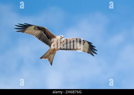 Red Kite flying in front of blue sky Stock Photo