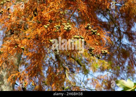 Cones and autumnal russet coloured needles of a deciduous Swamp Cypress (Taxodium distichum) tree, London, UK Stock Photo