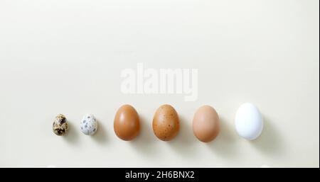 A background photo with various eggs Stock Photo