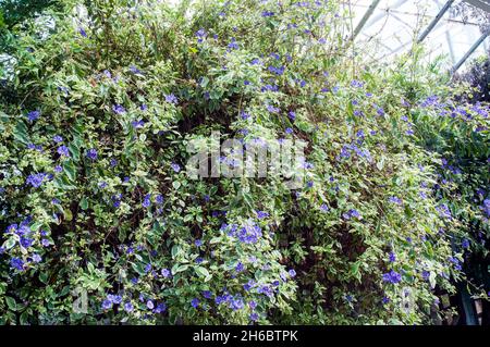 Solanum jasminoides potato vine in full flower.  A half hardy evergreen semi-evergreen clmber that has purple-blue flowers from early summer to autumn Stock Photo
