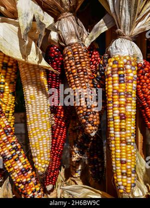 bunch of colorful corn cobs in Autumn Stock Photo