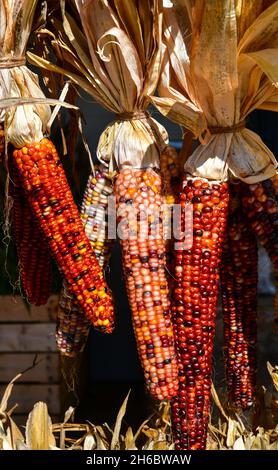 bunch of colorful corn cobs in Autumn Stock Photo