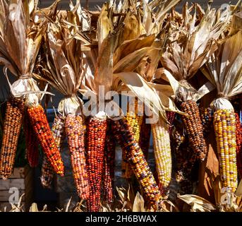 bunch of colorful corn cobs in Autumn Stock Photo