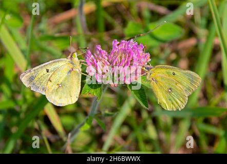 Common Sulfur Butterflies, Colias philodice, also called Clouded Sulfur feeding on Red Clover, Trifolium pratense, blossom. Stock Photo