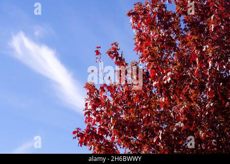 Autumn Leaves, Red Maple tree, Acer rubrum against blue sky and white clouds. Stock Photo