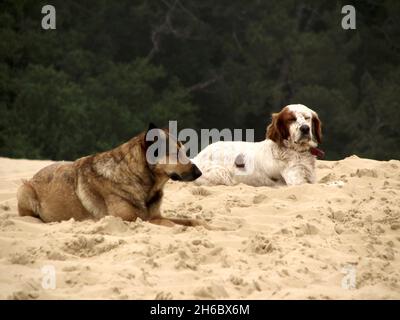 A German Shepherd and an English Springer Spaniel lying and resting on the sand on the beach Stock Photo