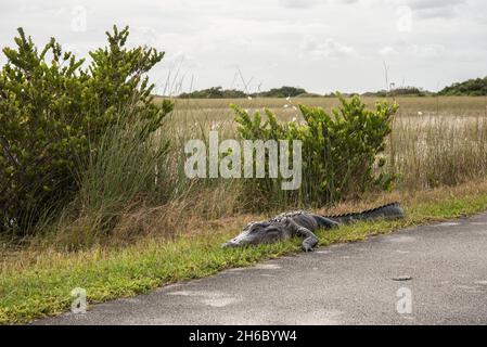 An alligator sleeping in the grass, Everglades National Park, USA Stock Photo