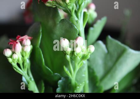 Close up of begonia buds Stock Photo