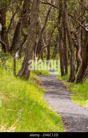 Walking Path through gum trees in the Oxley Wild Rivers National Park NSW Australia. Stock Photo