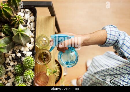 Man's hand spraying water from a blue bowl over cacti and plants on a shelf viewed from the top Stock Photo