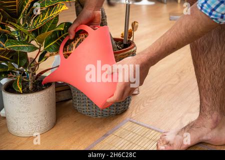 Barefoot man watering various houseplants in living room with oak hardwood floors Stock Photo