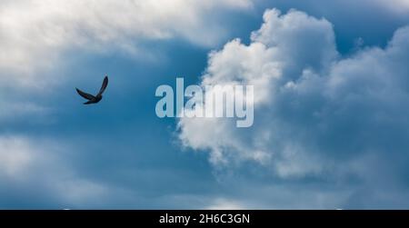 A Single Bird Is Flying Towards The Rays Of Light With Bright White Clouds In A Blue Twilight Sky Stock Photo