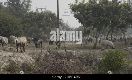 High-Resolution Image: Shepherd Herding Sheep #rajasthansheep, #indianshepherd, #thar desertsheep, #rajasthanlandscape, #ruralindia, Stock Photo