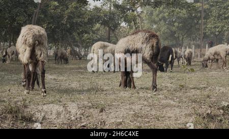 High-Resolution Image: Shepherd Herding Sheep #rajasthansheep, #indianshepherd, #thar desertsheep, #rajasthanlandscape, #ruralindia, Stock Photo