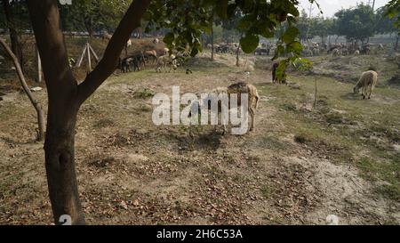 High-Resolution Image: Shepherd Herding Sheep #rajasthansheep, #indianshepherd, #thar desertsheep, #rajasthanlandscape, #ruralindia, Stock Photo