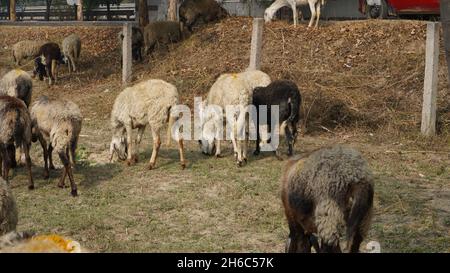 High-Resolution Image: Shepherd Herding Sheep #rajasthansheep, #indianshepherd, #thar desertsheep, #rajasthanlandscape, #ruralindia, Stock Photo