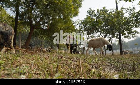 High-Resolution Image: Shepherd Herding Sheep #rajasthansheep, #indianshepherd, #thar desertsheep, #rajasthanlandscape, #ruralindia, Stock Photo