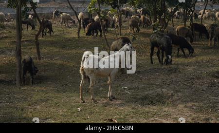 High-Resolution Image: Shepherd Herding Sheep #rajasthansheep, #indianshepherd, #thar desertsheep, #rajasthanlandscape, #ruralindia, Stock Photo