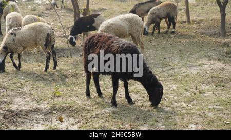 High-Resolution Image: Shepherd Herding Sheep #rajasthansheep, #indianshepherd, #thar desertsheep, #rajasthanlandscape, #ruralindia, Stock Photo