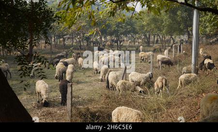 High-Resolution Image: Shepherd Herding Sheep #rajasthansheep, #indianshepherd, #thar desertsheep, #rajasthanlandscape, #ruralindia, Stock Photo