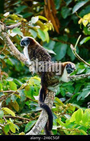 Two Geoffroy's tamarins in a tree at Canopy Tower in Panama Stock Photo