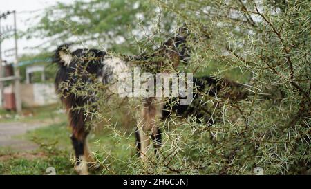 High-Resolution Image: Shepherd Herding Sheep #rajasthansheep, #indianshepherd, #thar desertsheep, #rajasthanlandscape, #ruralindia, Stock Photo