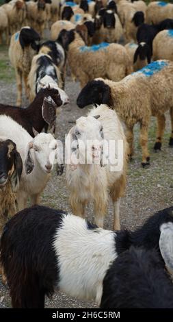 High-Resolution Image: Shepherd Herding Sheep #rajasthansheep, #indianshepherd, #thar desertsheep, #rajasthanlandscape, #ruralindia, Stock Photo