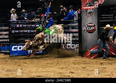 Edmonton, Canada. 13th Nov, 2021. Char Hartman aboard 'New Tattoo' during the PBR (Professional Bull Riders/Riding) Canada National Championships at Rogers Place in Edmonton. Credit: SOPA Images Limited/Alamy Live News Stock Photo