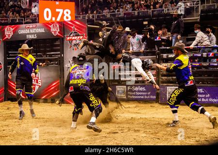 Edmonton, Canada. 13th Nov, 2021. The Professional Bull Ridding (PBR) (Professional Bull Riders/Riding) national Championships take place at Rogers Place in Edmonton. Credit: SOPA Images Limited/Alamy Live News Stock Photo