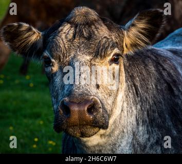 Icelandic cow Stock Photo