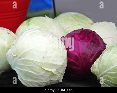 Harvest of white and red cabbage on table Stock Photo