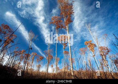 Grove of trees remaining after logging - Nantahala National Forest, North Carolina, USA Stock Photo