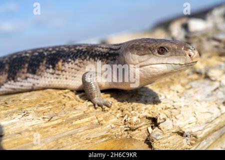 Closeup of a common blue-tongued skink on a wood Stock Photo