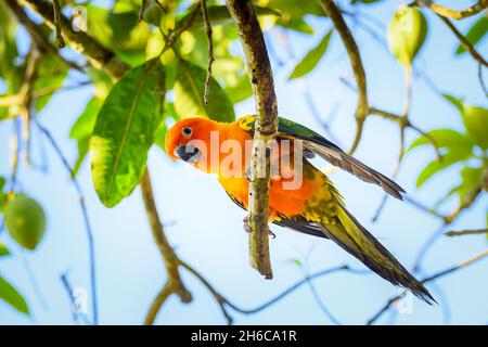 Sun conure is  standing on the tree Stock Photo