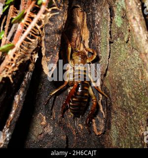 Wellington Tree Weta. Female with ovipositor. Endemic insect of New Zealand. Stock Photo