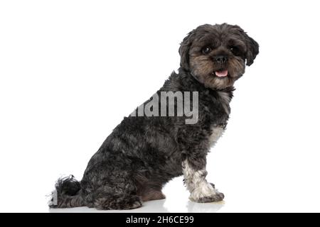 side view of a happy metis dog sticking out tongue and sitting against white background Stock Photo