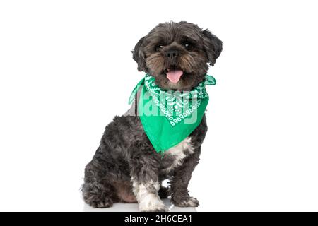 seated little metis dog sticking his tongue out at the camera and wearing a green bandana on white background Stock Photo