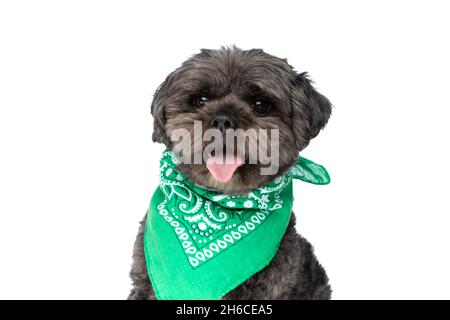 seated cute metis dog sticking out tongue, wearing a green bandana on white background Stock Photo