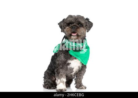 little metis dog feeling happy, sticking out tongue, wearing a green bandana and sunglasses Stock Photo