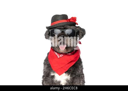beautiful metis dog sticking his tongue out at the camera, wearing sunglasses in fashion pose Stock Photo