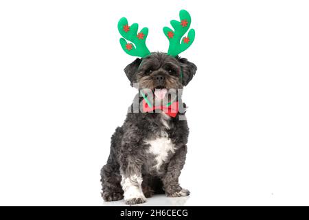 adorable metis dog sticking his tongue out, wearing a red bowtie and green reindeer horns Stock Photo