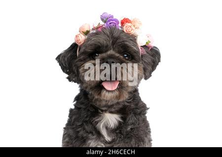 small metis dog wearing a headband of flowers and sticking his tongue out on white background Stock Photo