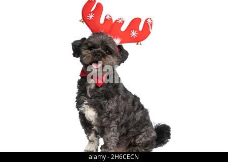 little metis dog panting and feeling happy, wearing red reindeer horns and bowtie on white background Stock Photo