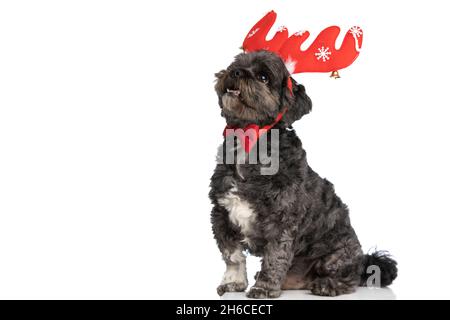 sweet little metis dog looking up with humble eyes and feeling eager, wearing red reindeer horns and bowtie Stock Photo