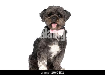 cute little metis dog sticking his tongue out at the camera, wearing a pink bowtie and sitting on white background Stock Photo