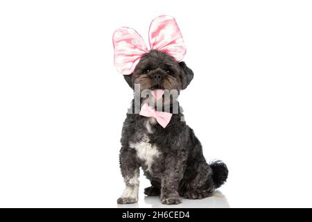 adorable metis dog sticking out tongue at the camera, wearing a pink bow and bowtie Stock Photo
