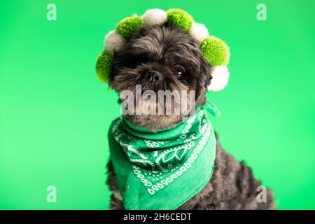 adorable metis dog wearing a green bandana and fluffy balls on green background Stock Photo
